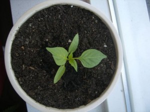 Paprika plantje jong